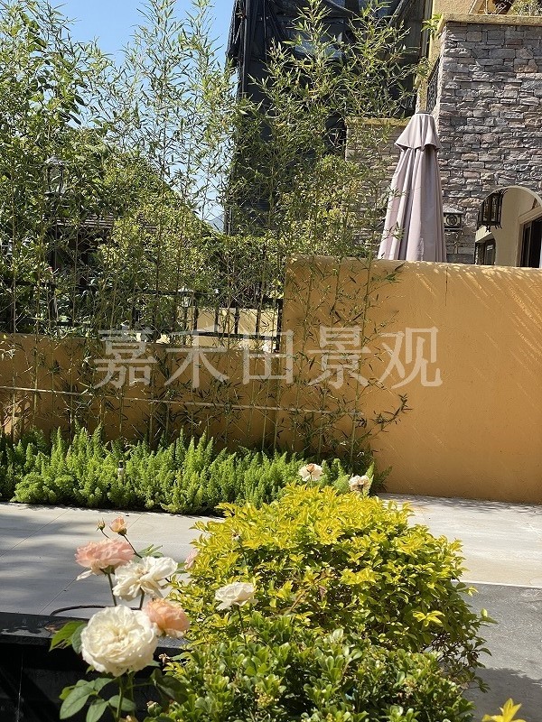 在設(shè)計(jì)別墅花園時(shí)如何養(yǎng)好菊花？
